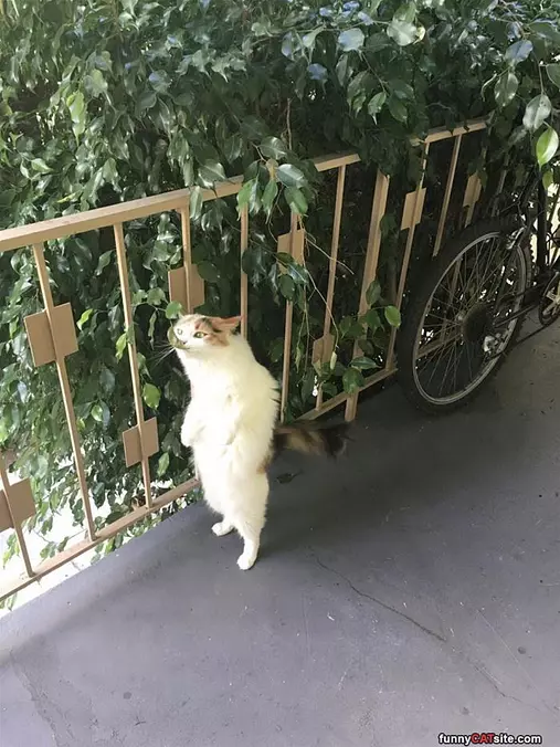 Eating The Leaf