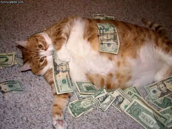 Rich Cat