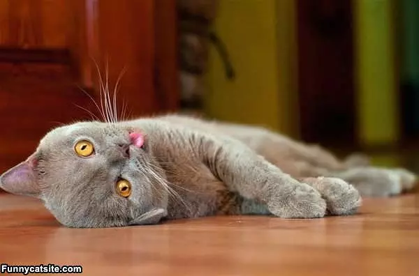 Pooped Cat