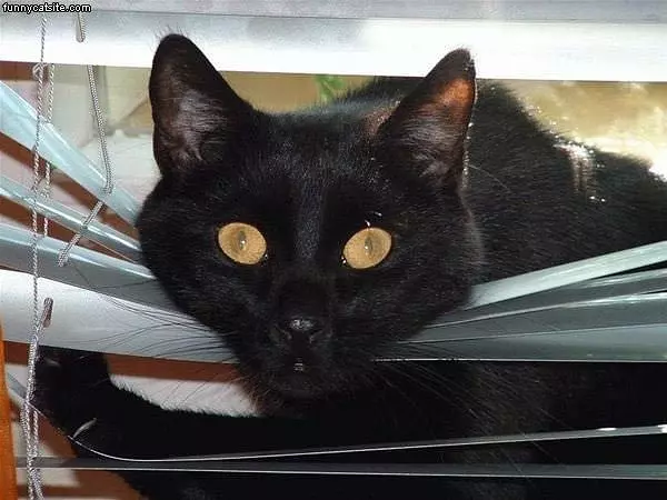 In The Blinds