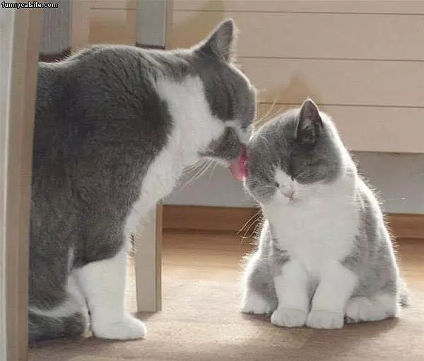 Licking Them Clean
