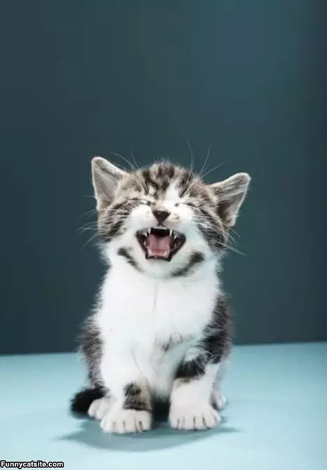 Roaaar