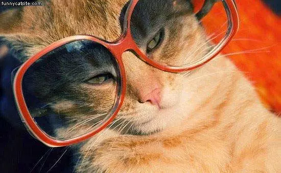 Sun Glasses