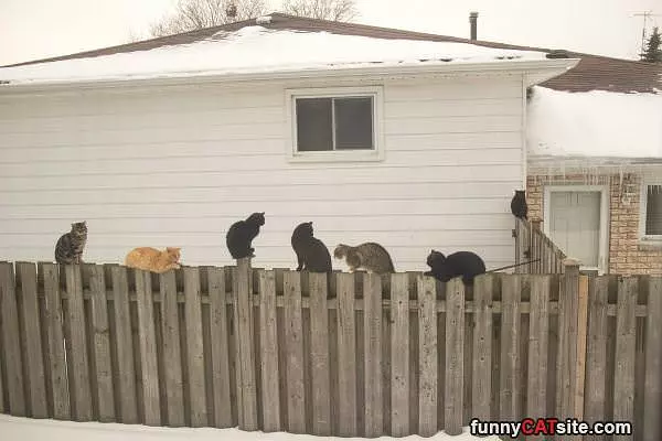 Protected By Cats