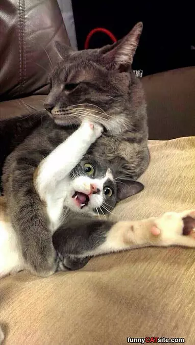 Noooooo