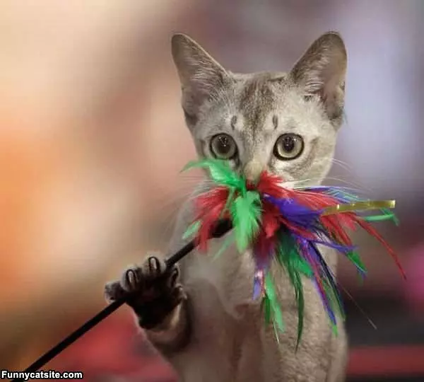 I Love These Feathers