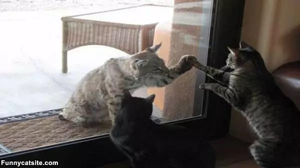 High Fiving Cat