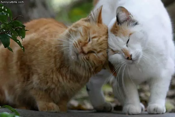 Headbutt Cats