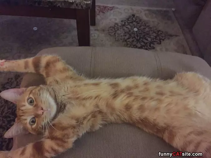 That Is A Relaxed Cat