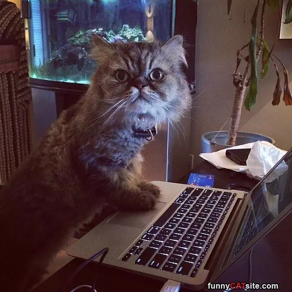 Checking Funny Cat Pictures
