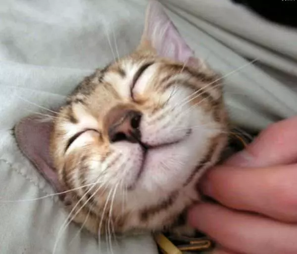 Happy Cat