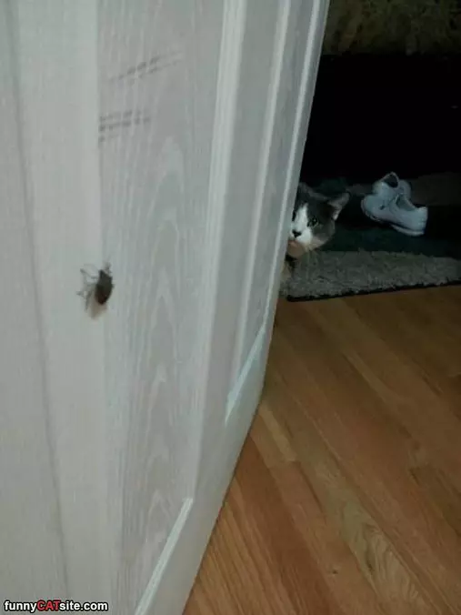 What Is That Thing