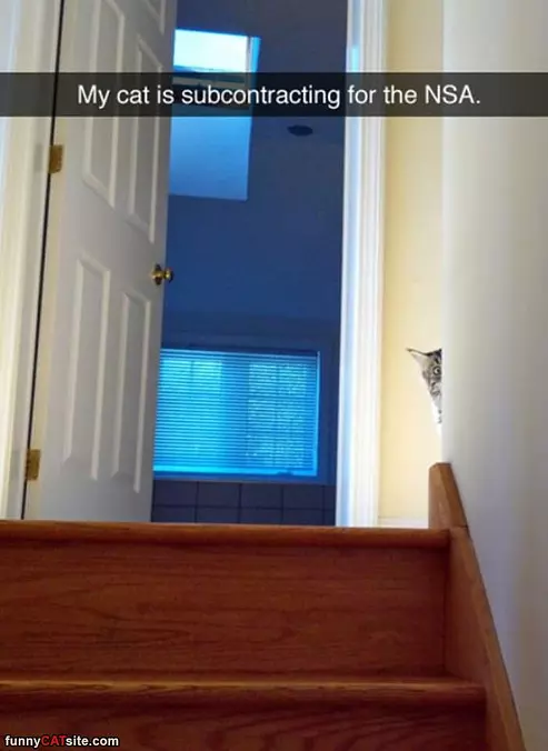 Cat Is Working For The Nsa