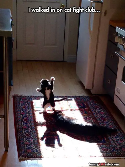 A Cat Fight Club