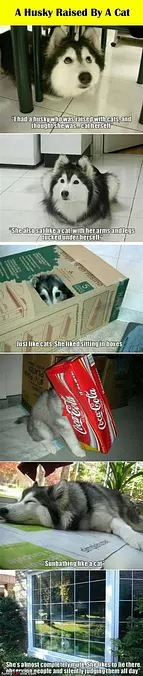 Husky Cat