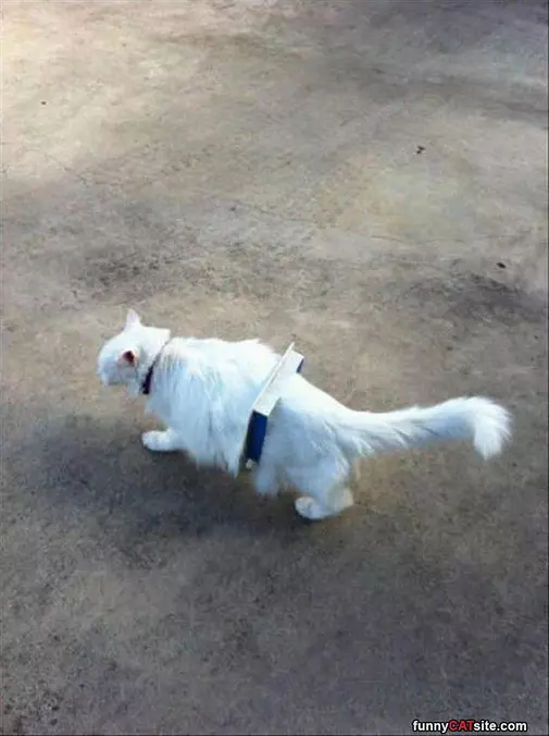 This Cat Does Not Care