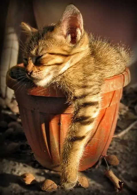 I Sleep In A Pot