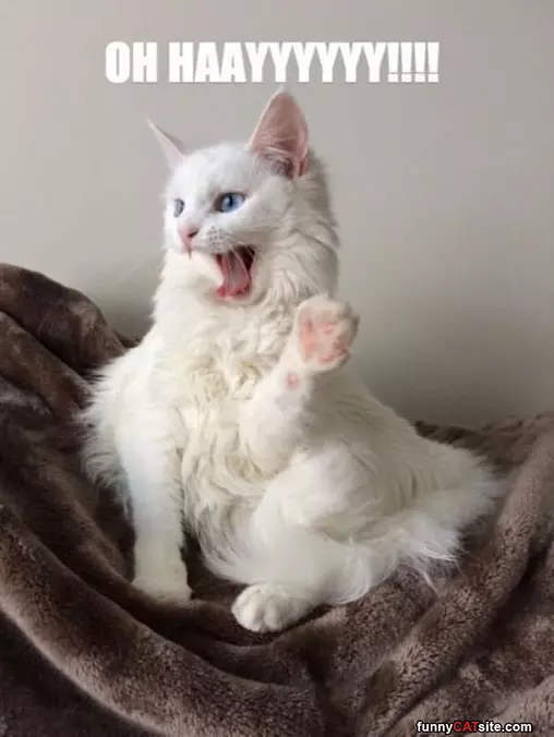 Oh Hayyyyyyyyyy