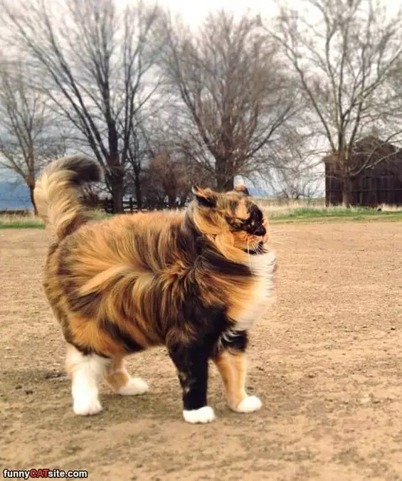 Windy Day