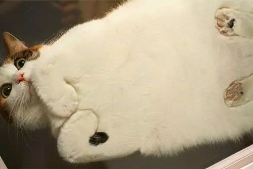 Flat Cat
