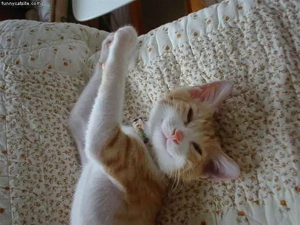 Happy Kitty