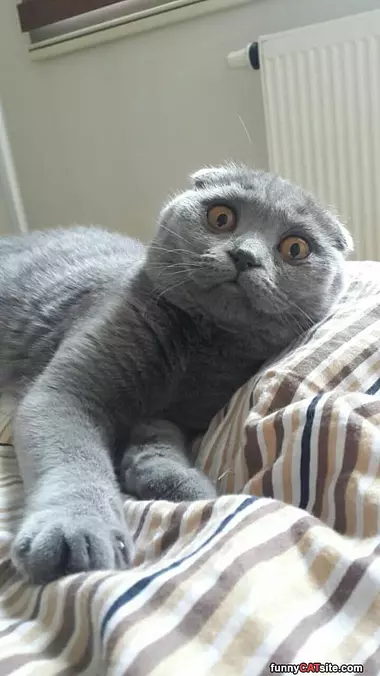 No Tuna Fish
