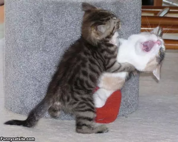 Cat Wrestling Match