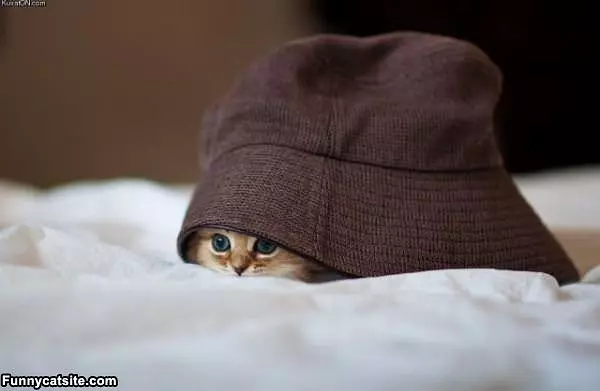 Hiding Under The Hat