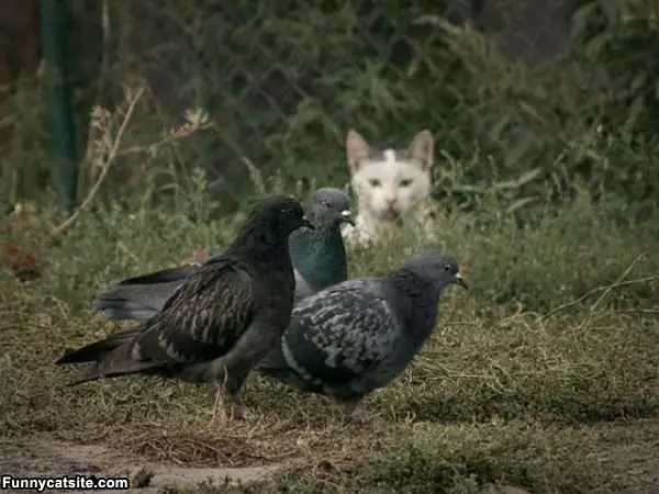 Watching And Waiting