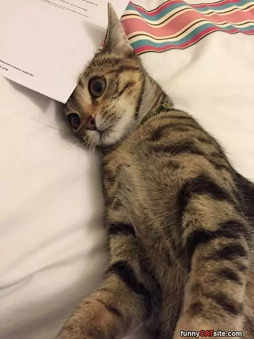 This Letter Is Itchy