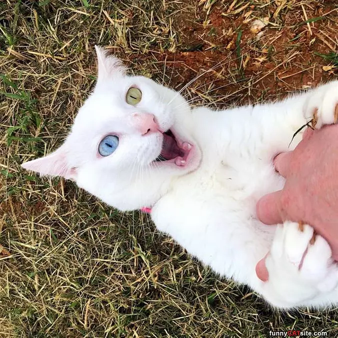 Rawwwrrraa