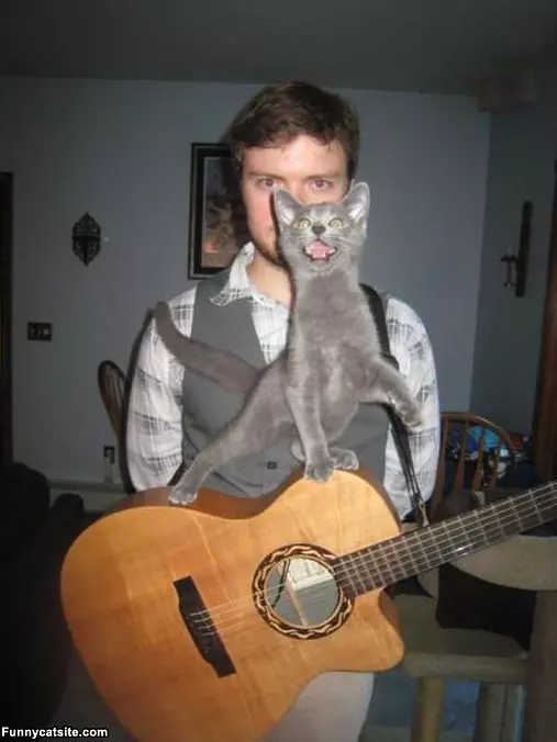 Cat Playing Some Guitar