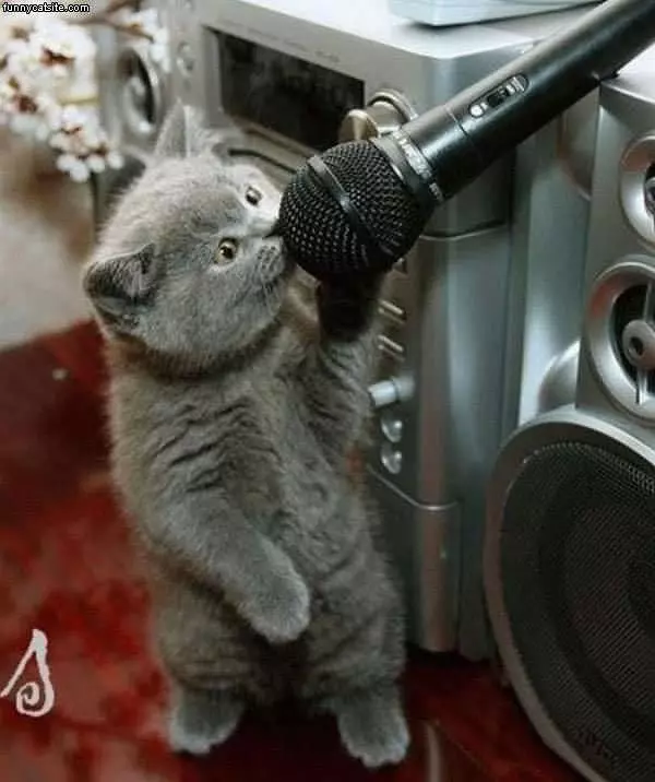 Kareoke Cat