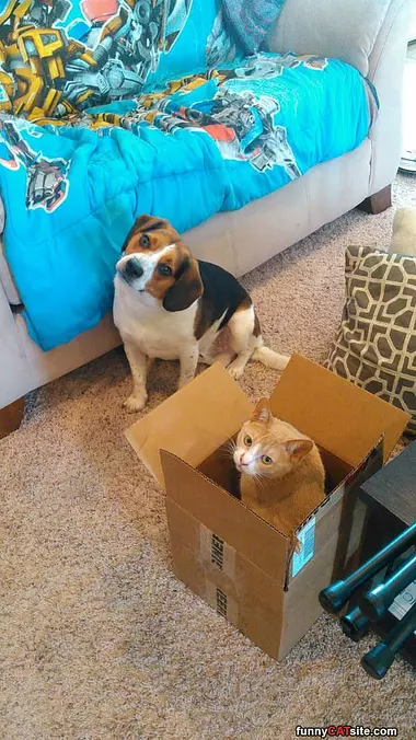 I Like My Box