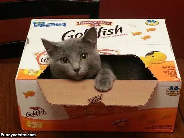 Goldfish