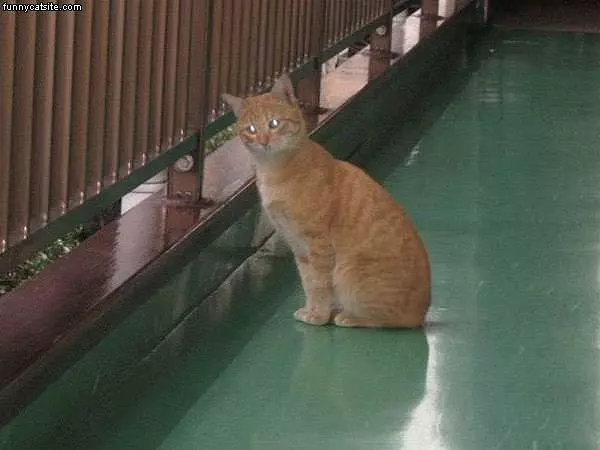 Cat On Path