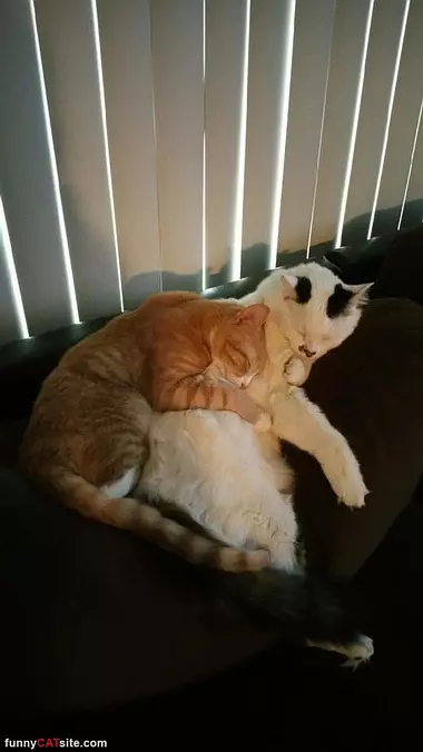 Cuddling Together