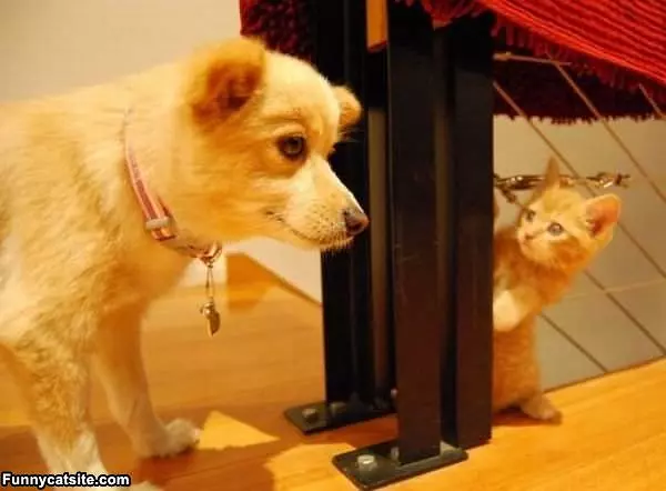 I See You