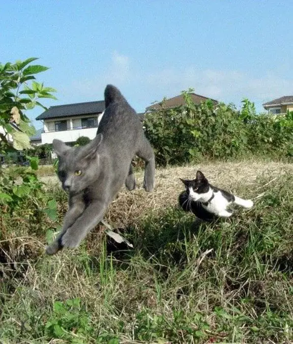 Flying Cats