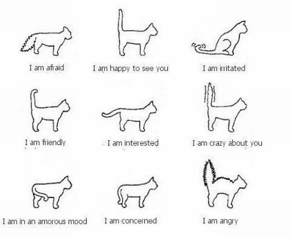 What Cats Tails Tell You