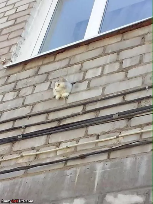 Popping My Head Out