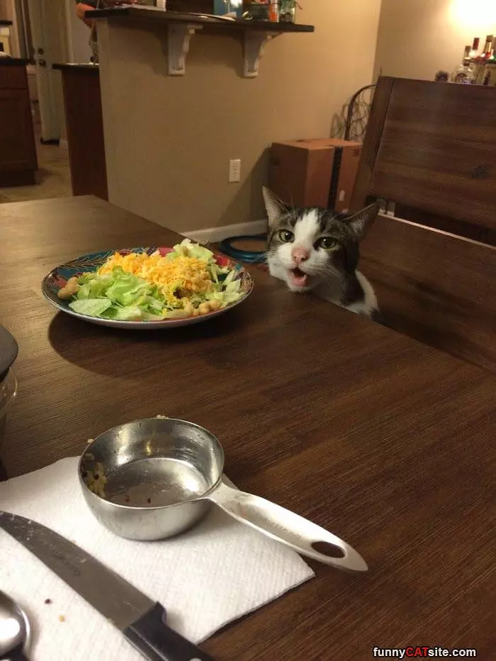 Can I Have Tuna Instead