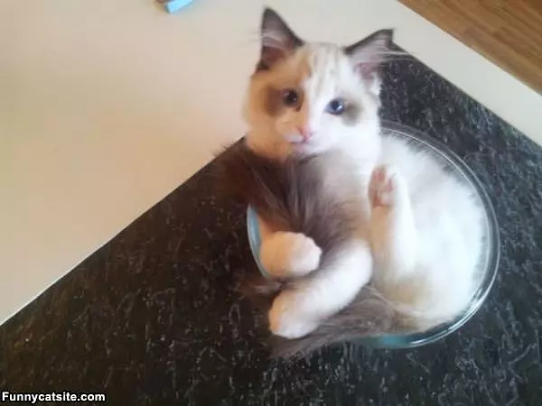 Im The Martini Cat