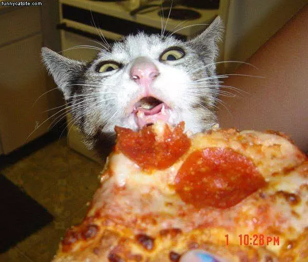 Nom Nom Pizza
