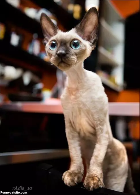 Big Big Eyes