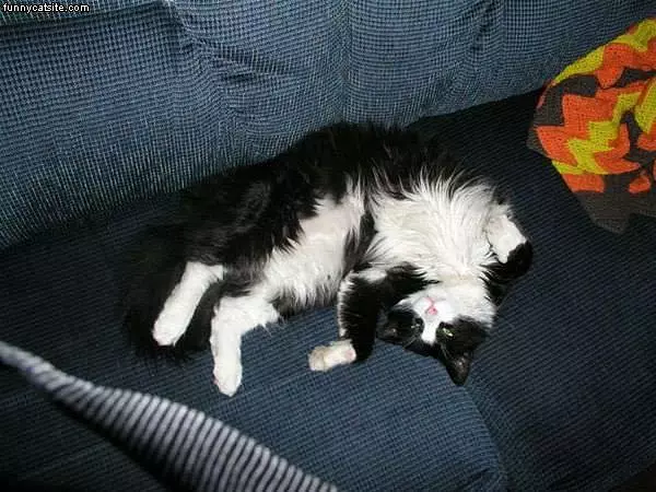 Curled Up