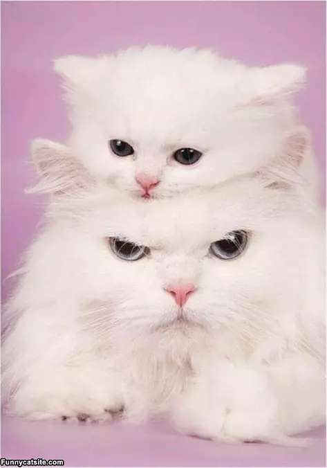 Stack Of White Cats
