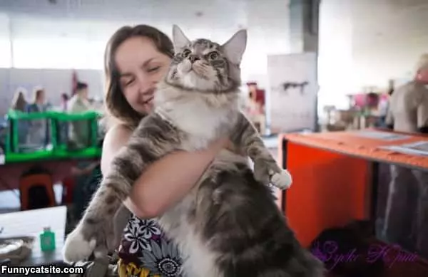 Super Fat Cat