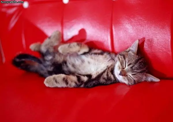 Sleeping Cute