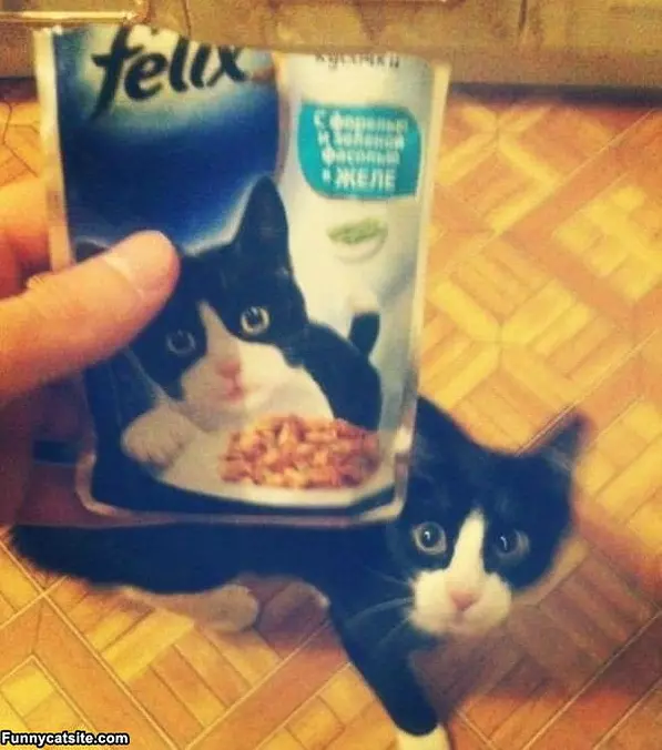 Its My Cat